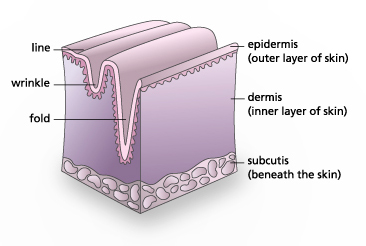 diagram showing formation of wrinkle in the skin diagram showing formation of wrinkle in the skin